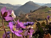 01 Primavera ad Alino e sui sentieri per il Pizzo Grande  (Hepatica nobilis)